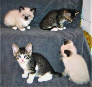 Kittens sitting on a carpeted staircase covered by a towel